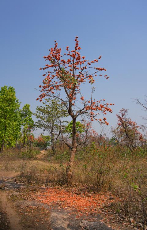 Palash, State flower of Jharkhand, India