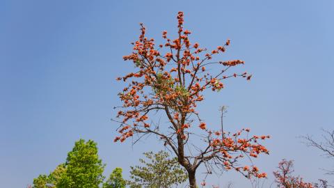 Palash, State flower of Jharkhand, India