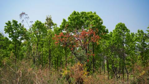 Palash, State flower of Jharkhand, India