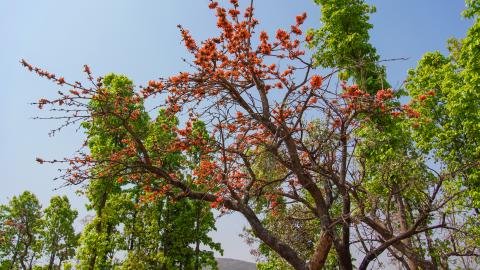 Palash, State flower of Jharkhand, India