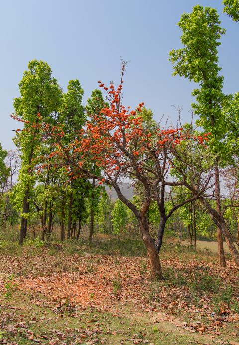 Palash, State flower of Jharkhand, India