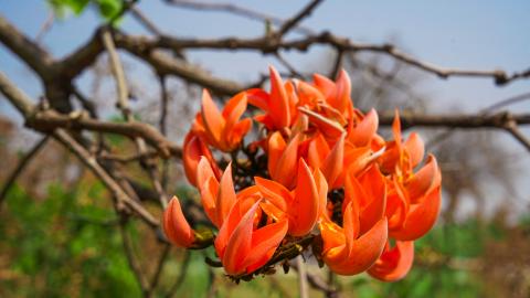 Palash, State flower of Jharkhand, India