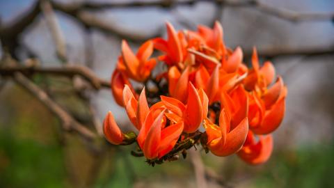 Palash, State flower of Jharkhand, India