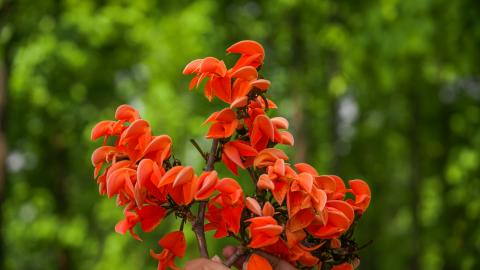 Palash, State flower of Jharkhand, India