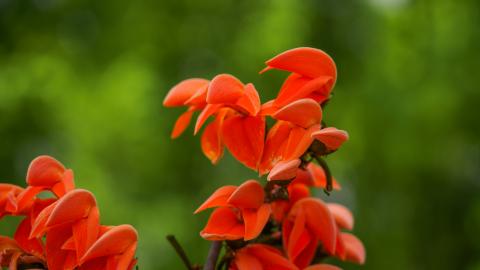 Palash, State flower of Jharkhand, India