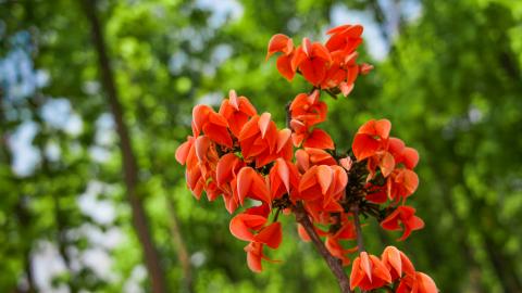 Palash, State flower of Jharkhand, India