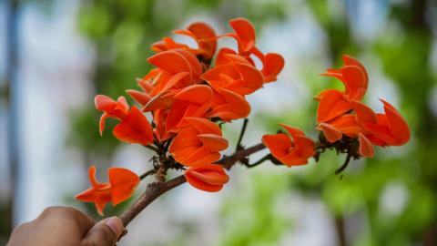 Palash, State flower of Jharkhand, India