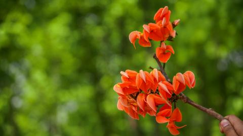 Palash, State flower of Jharkhand, India