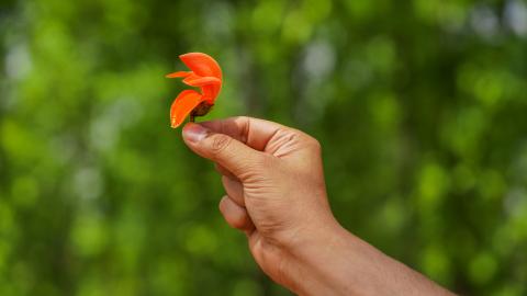 Palash, State flower of Jharkhand, India