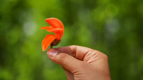 Palash, State flower of Jharkhand, India