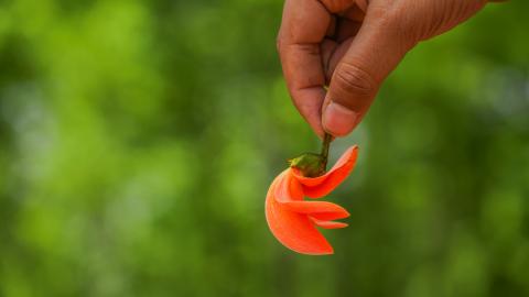 Palash, State flower of Jharkhand, India