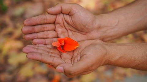 Palash, State flower of Jharkhand, India