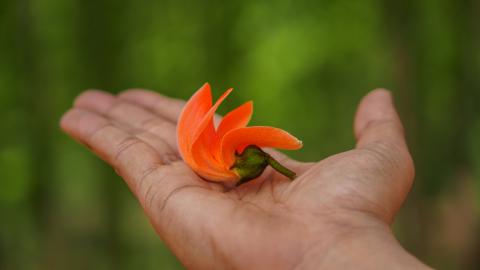 Palash, State flower of Jharkhand, India