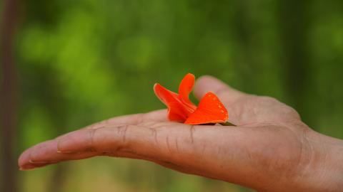 Palash, State flower of Jharkhand, India