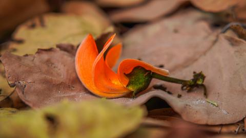 Palash, State flower of Jharkhand, India