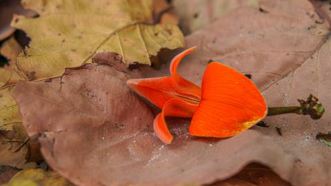 Palash, State flower of Jharkhand, India