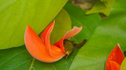 Palash, State flower of Jharkhand, India