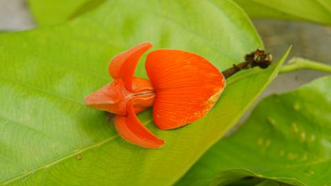 Palash, State flower of Jharkhand, India