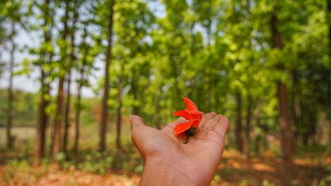 Palash, State flower of Jharkhand, India