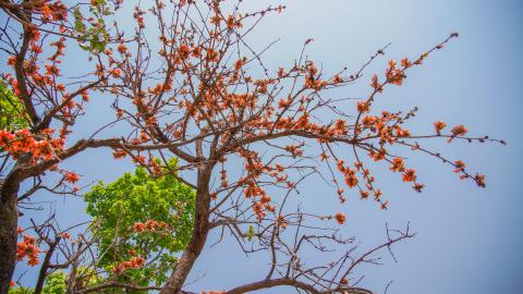 Palash, State flower of Jharkhand, India