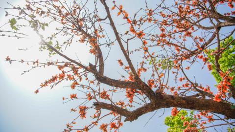 Palash, State flower of Jharkhand, India