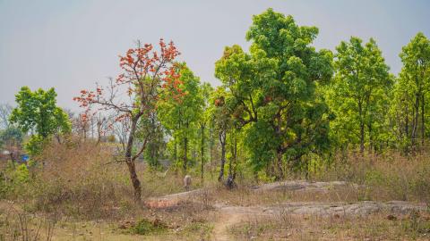 Palash, State flower of Jharkhand, India