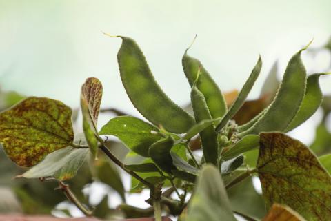 Beans vegetable