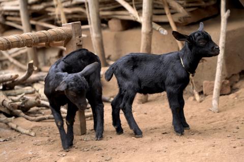 Goat Farming