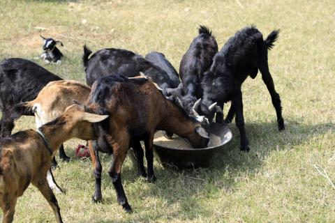 Goat Farming