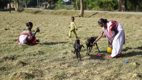 Goat Farming