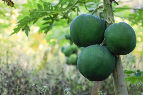 Papaya Tree