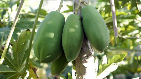 Papaya Tree