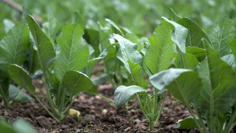 Radish Vegetable