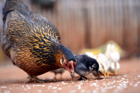 Chicken Farming