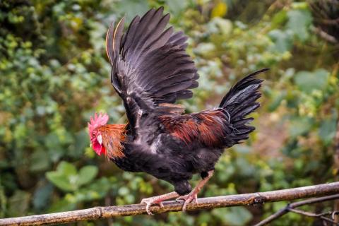 Chicken Farming