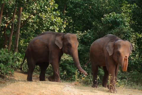 Wild animals of Jharkhand