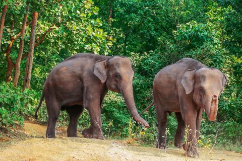 Wild animals of Jharkhand