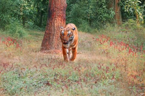 Wild animals of Jharkhand