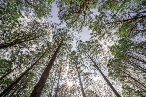 Beautiful forest of tall pine trees at Netarhat, Jharkhand