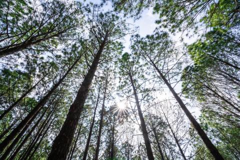 Beautiful forest of tall pine trees at Netarhat, Jharkhand