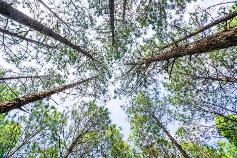 Beautiful forest of tall pine trees at Netarhat, Jharkhand