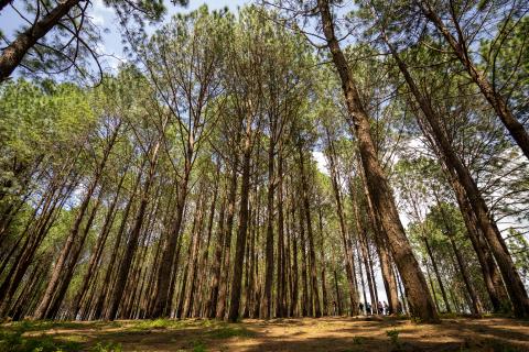 Beautiful forest of tall pine trees at Netarhat, Jharkhand