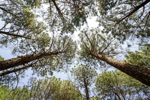 Beautiful forest of tall pine trees at Netarhat, Jharkhand