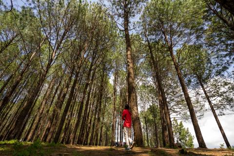 Beautiful forest of tall pine trees at Netarhat, Jharkhand