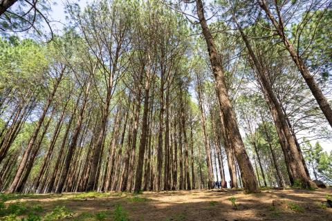 Beautiful forest of tall pine trees at Netarhat, Jharkhand