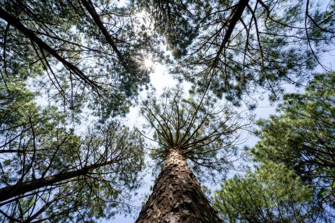 Beautiful forest of tall pine trees at Netarhat, Jharkhand