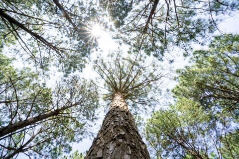 Beautiful forest of tall pine trees at Netarhat, Jharkhand