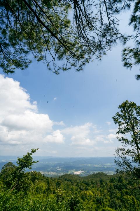 Beautiful forest of tall pine trees at Netarhat, Jharkhand