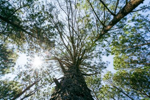 Beautiful forest of tall pine trees at Netarhat, Jharkhand