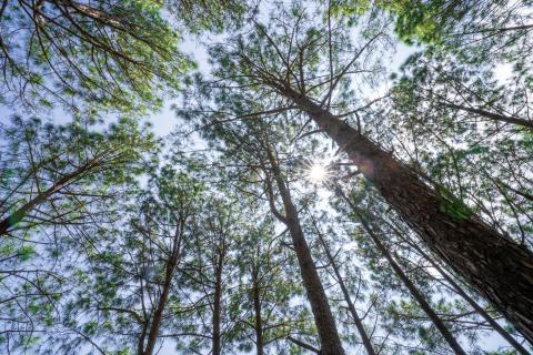 Beautiful forest of tall pine trees at Netarhat, Jharkhand